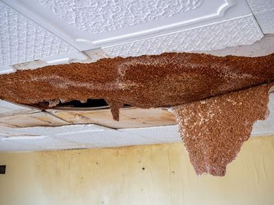 Professional water damage restoration services in Woodford Green - BlueSky Disaster Solutions